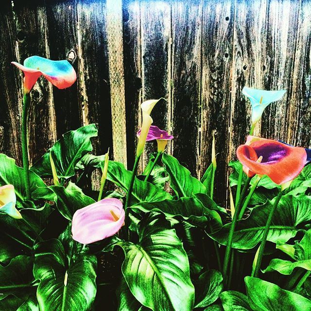 Instagram Photo Contest: "Spring in Napa Valley"